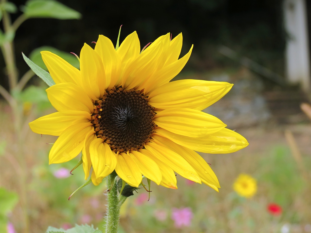 sun flower flower yellow free photo