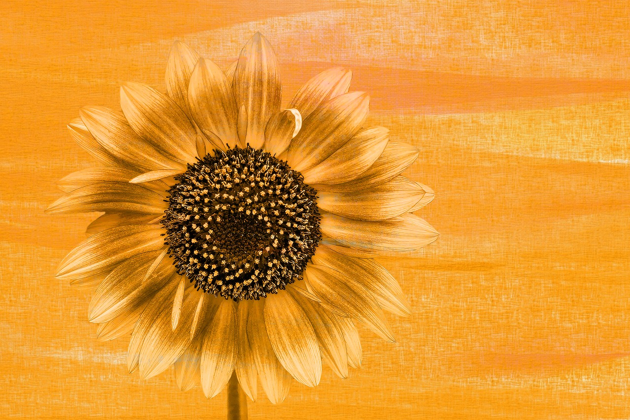 sun flower blossom bloom free photo