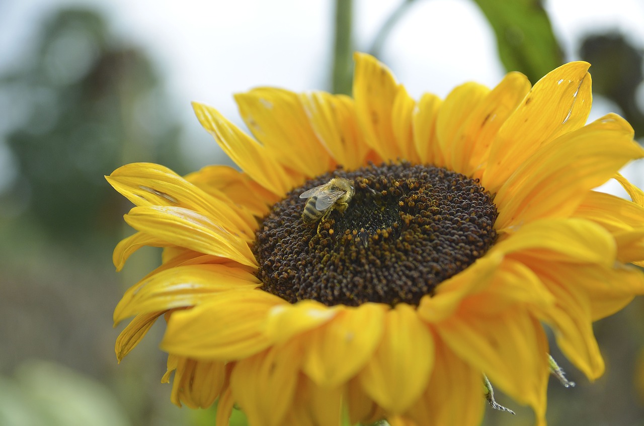 sun flower bee nature free photo