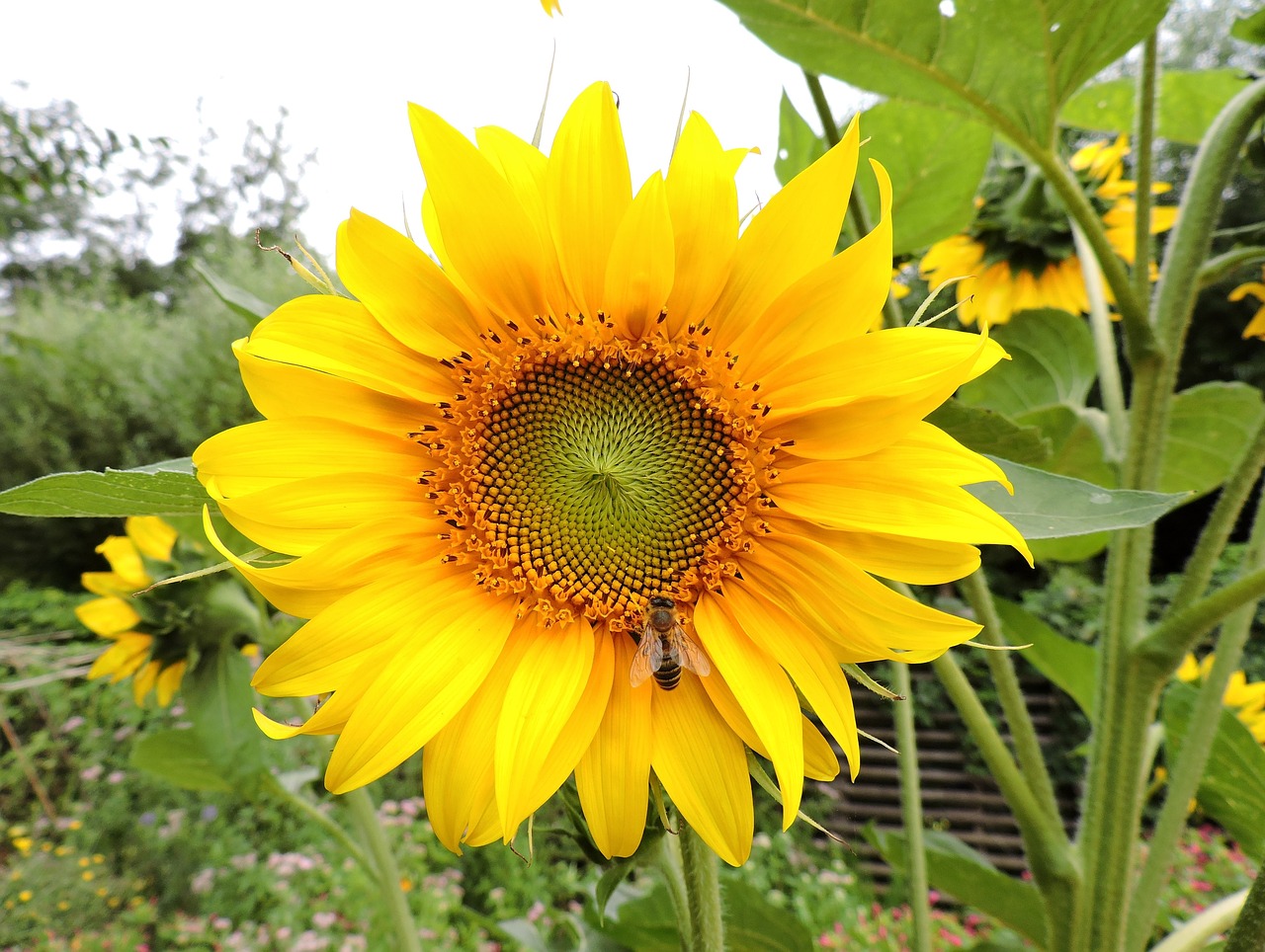 sun flower yellow bee free photo