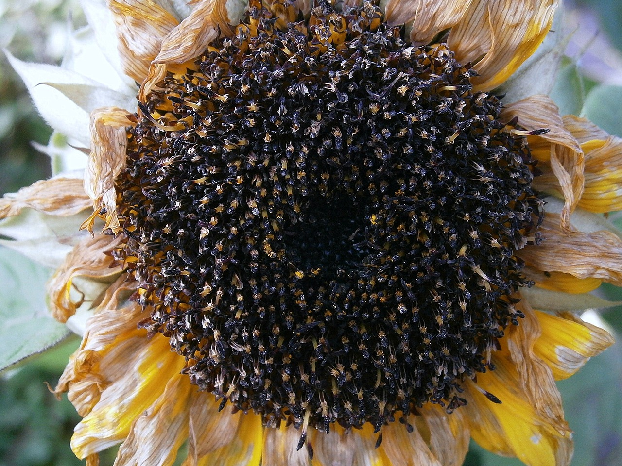 sun flower seeds cores free photo