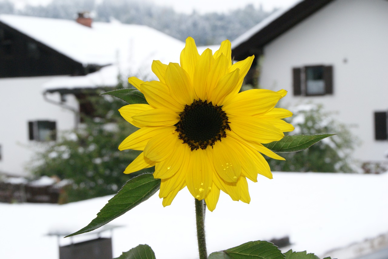 sun flower blossom bloom free photo