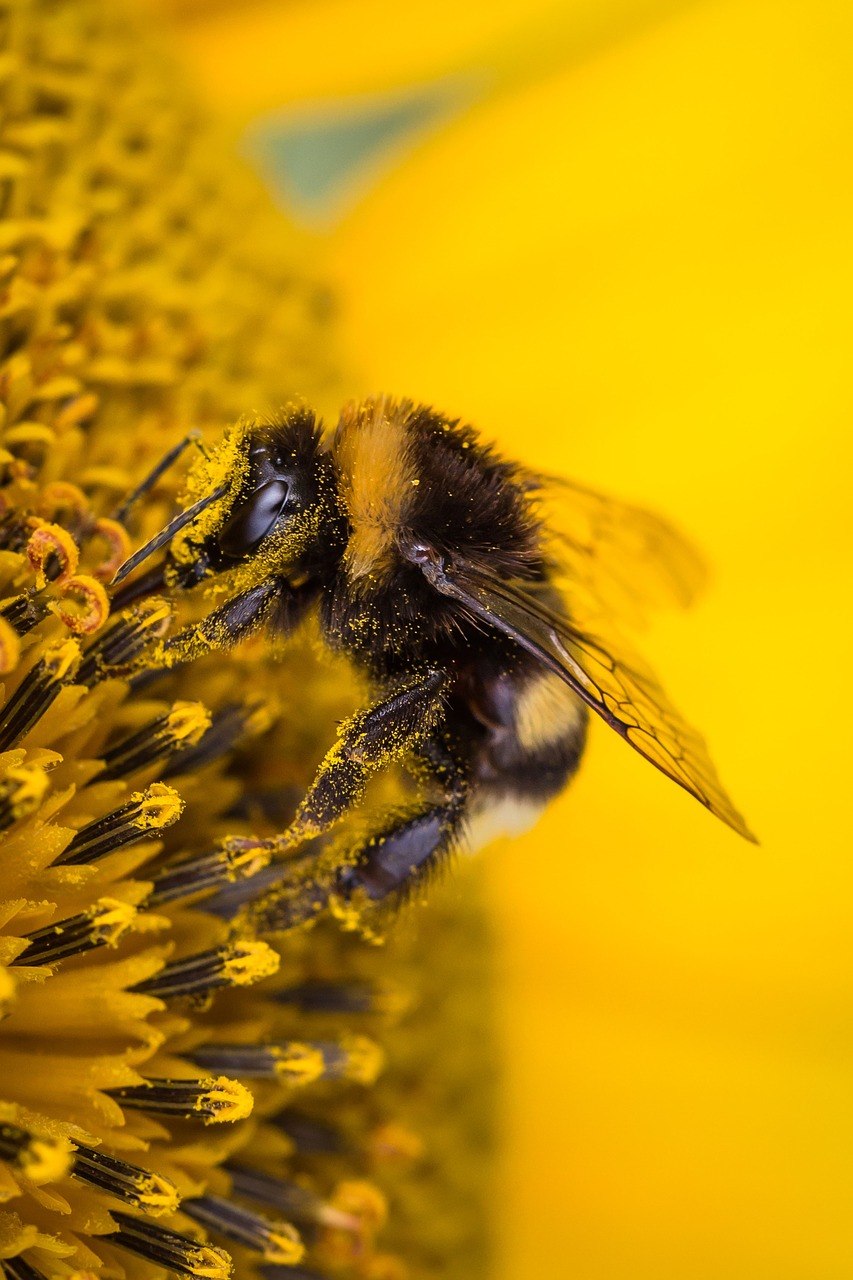 sun flower hummel insect free photo