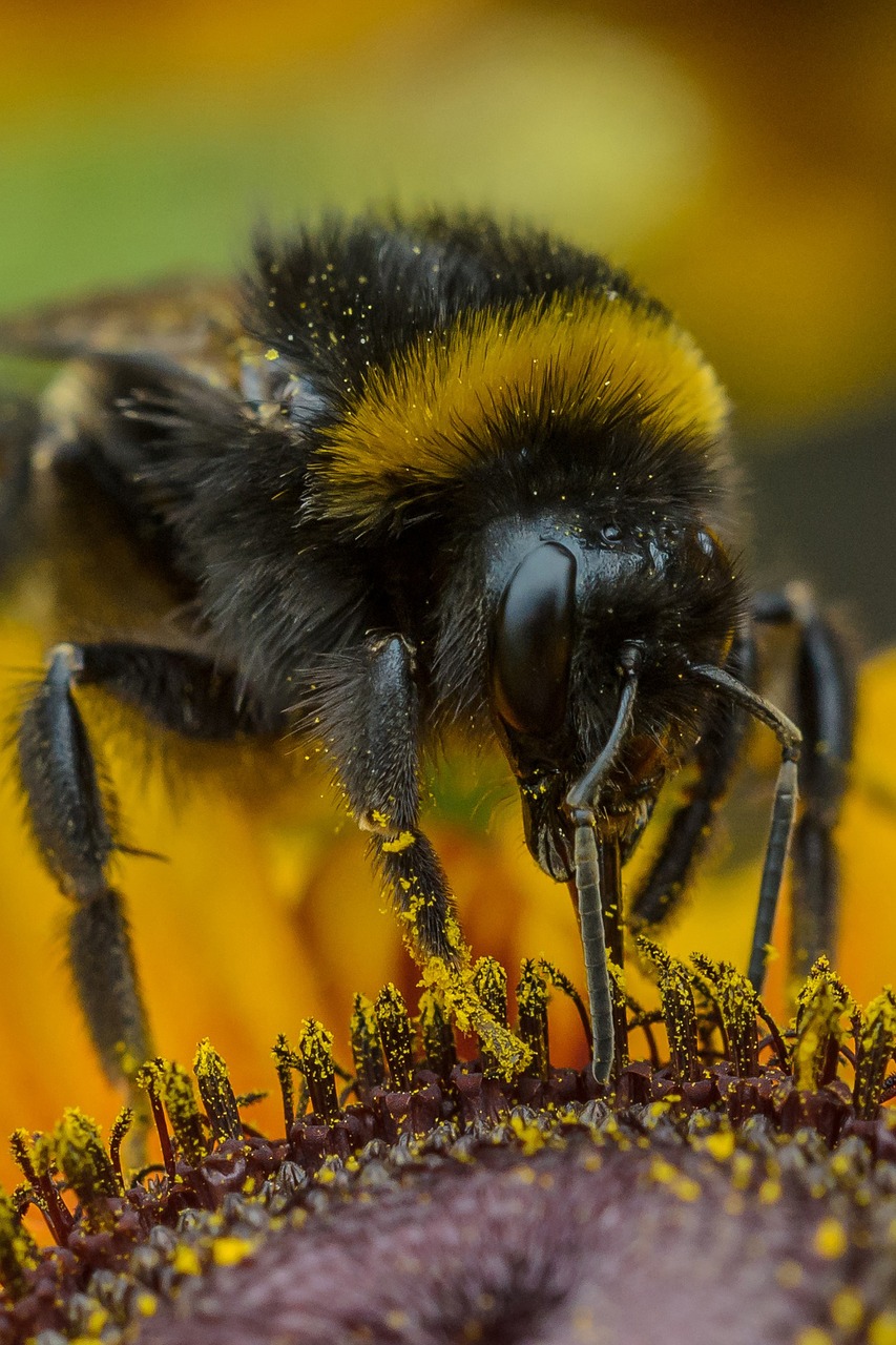 sun flower hummel insect free photo