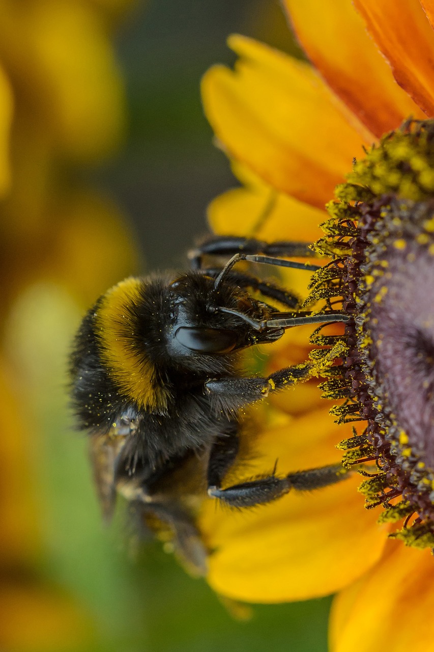 sun flower hummel insect free photo