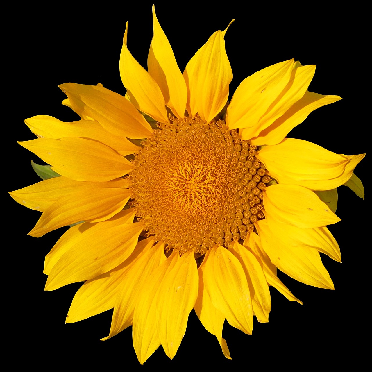 sun flower flower yellow free photo