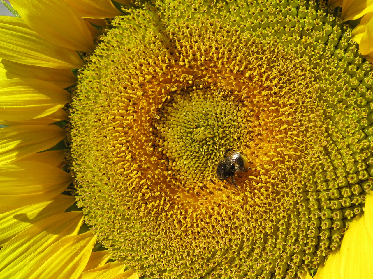 sun flower flower yellow free photo