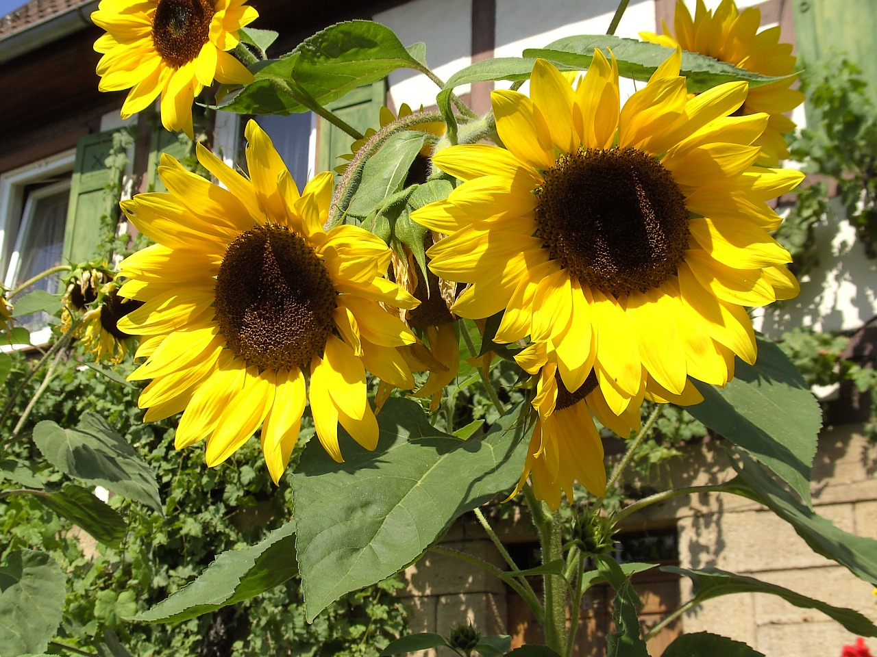 sun flower yellow sunflower free photo