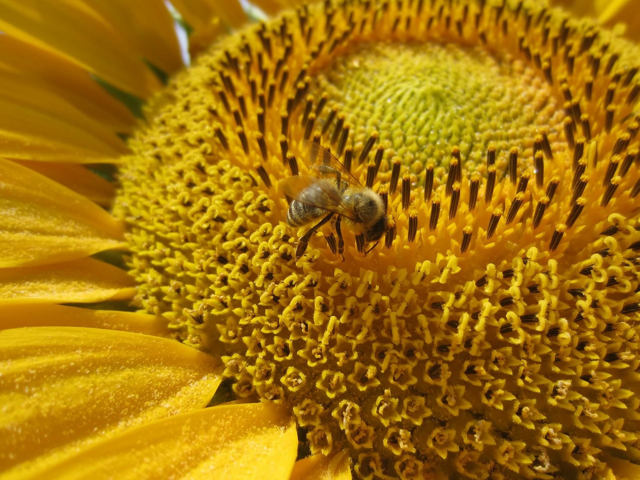 sun flower close bee free photo