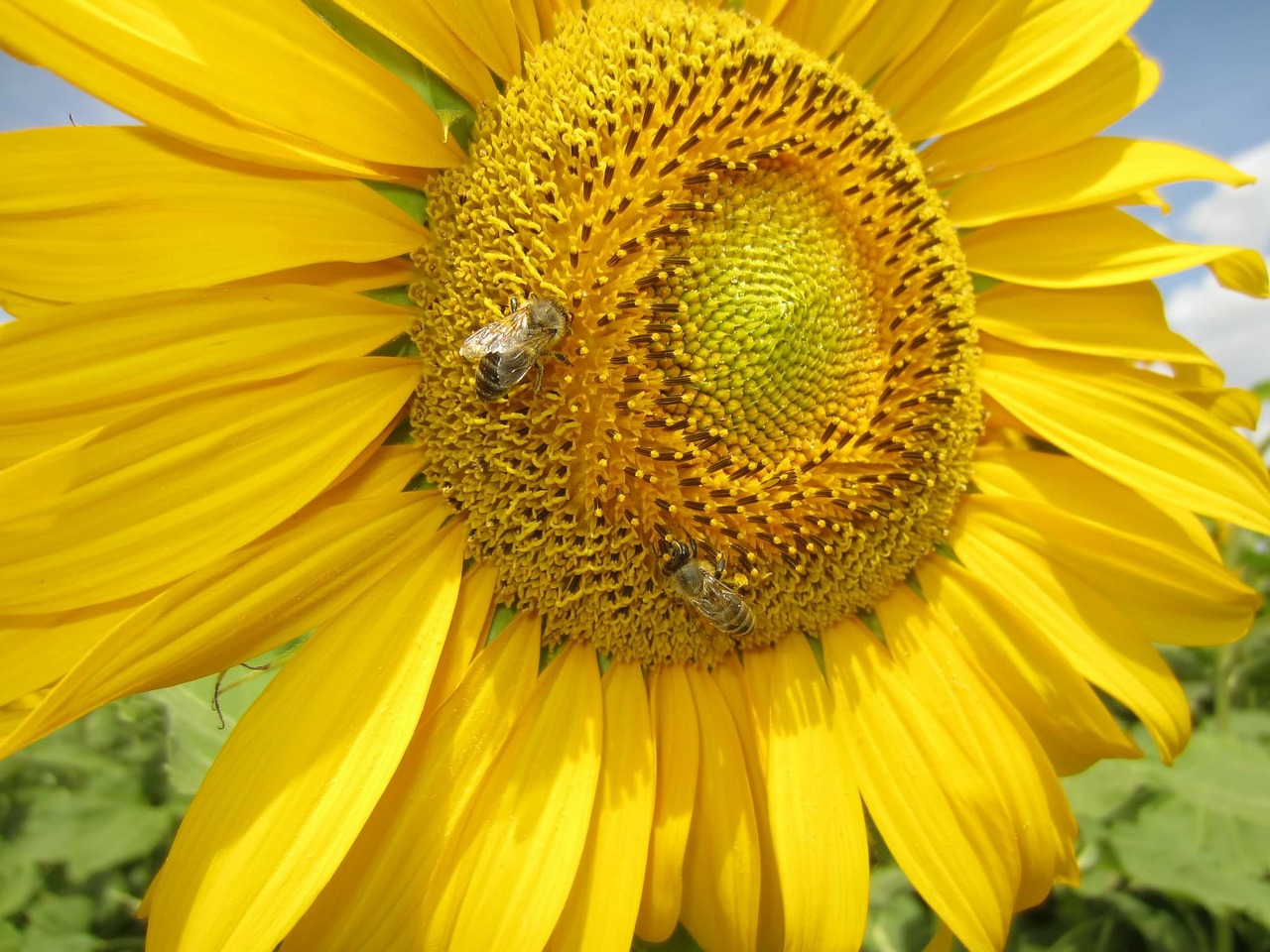 sun flower close bee free photo