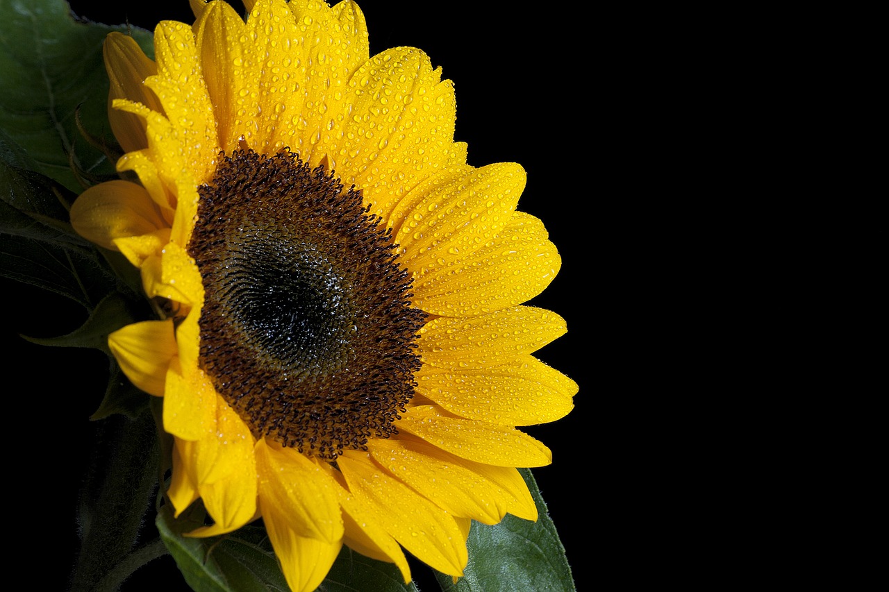 sun flower flower wet free photo