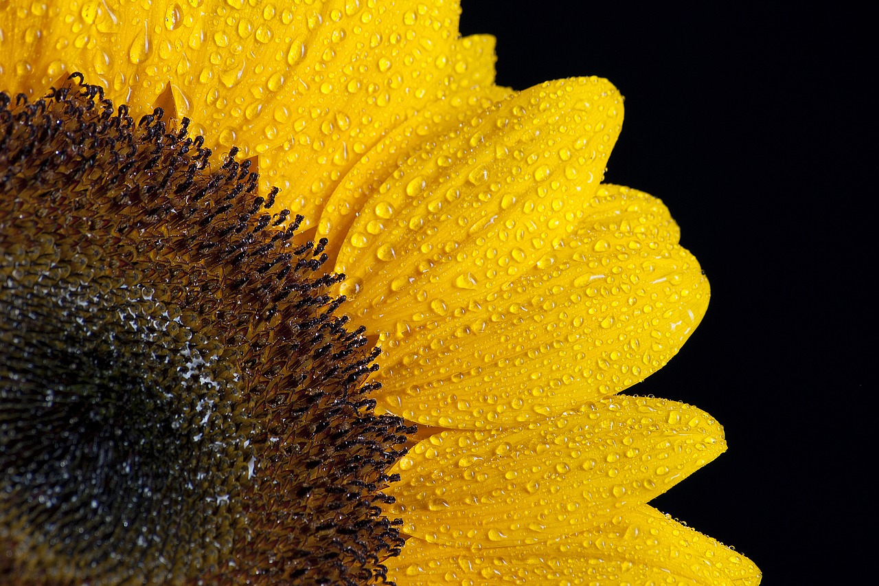 sun flower flower wet free photo