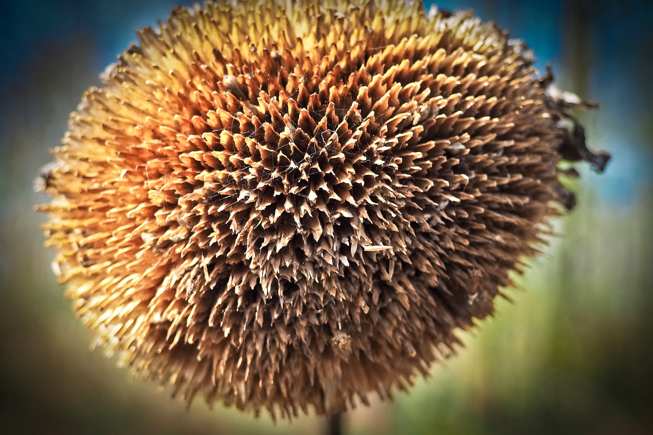 sun flower plant nature free photo