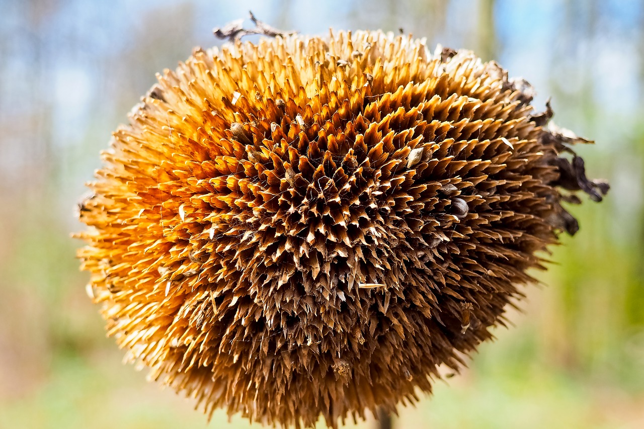 sun flower plant nature free photo