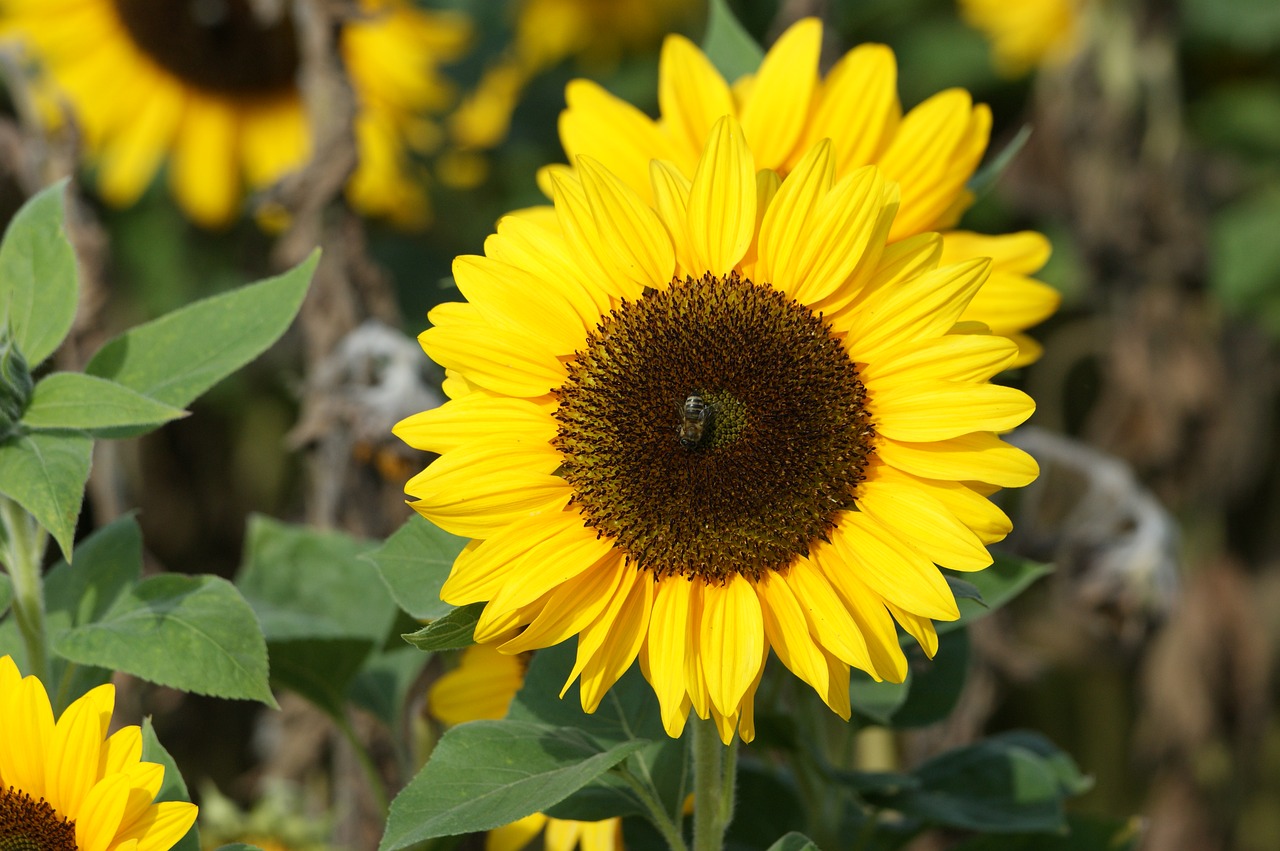 sun flower flower sun free photo