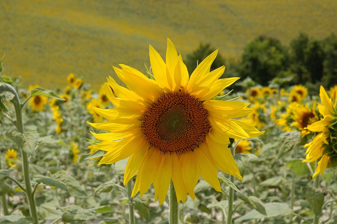 sun flower sunflower field flowers free photo