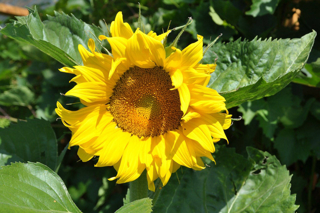 sun flower flower yellow free photo