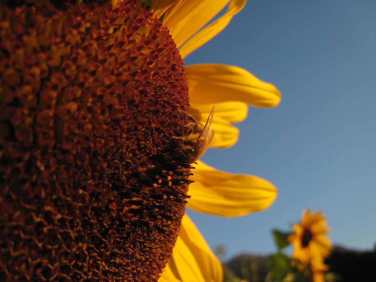 sun flower bee yellow free photo