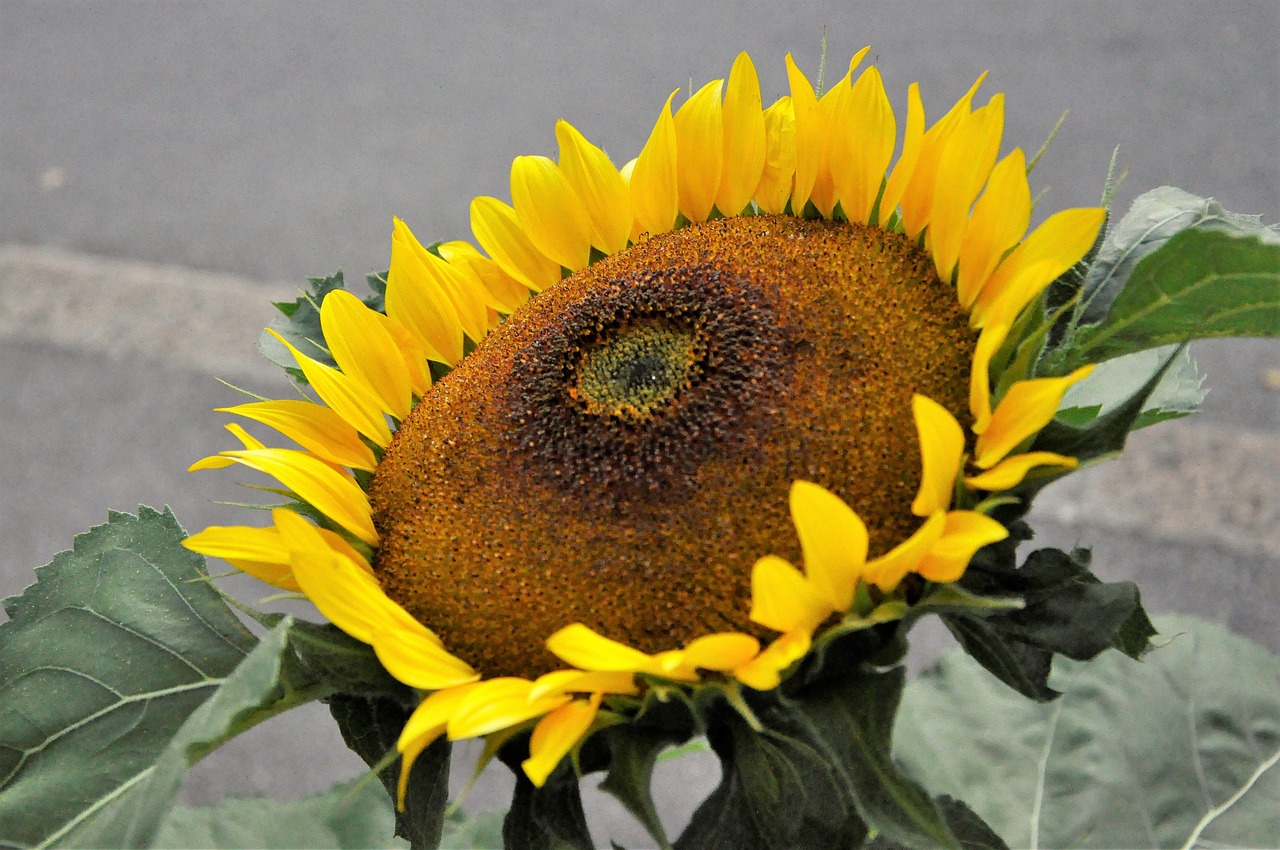 sun flower summer flower free photo