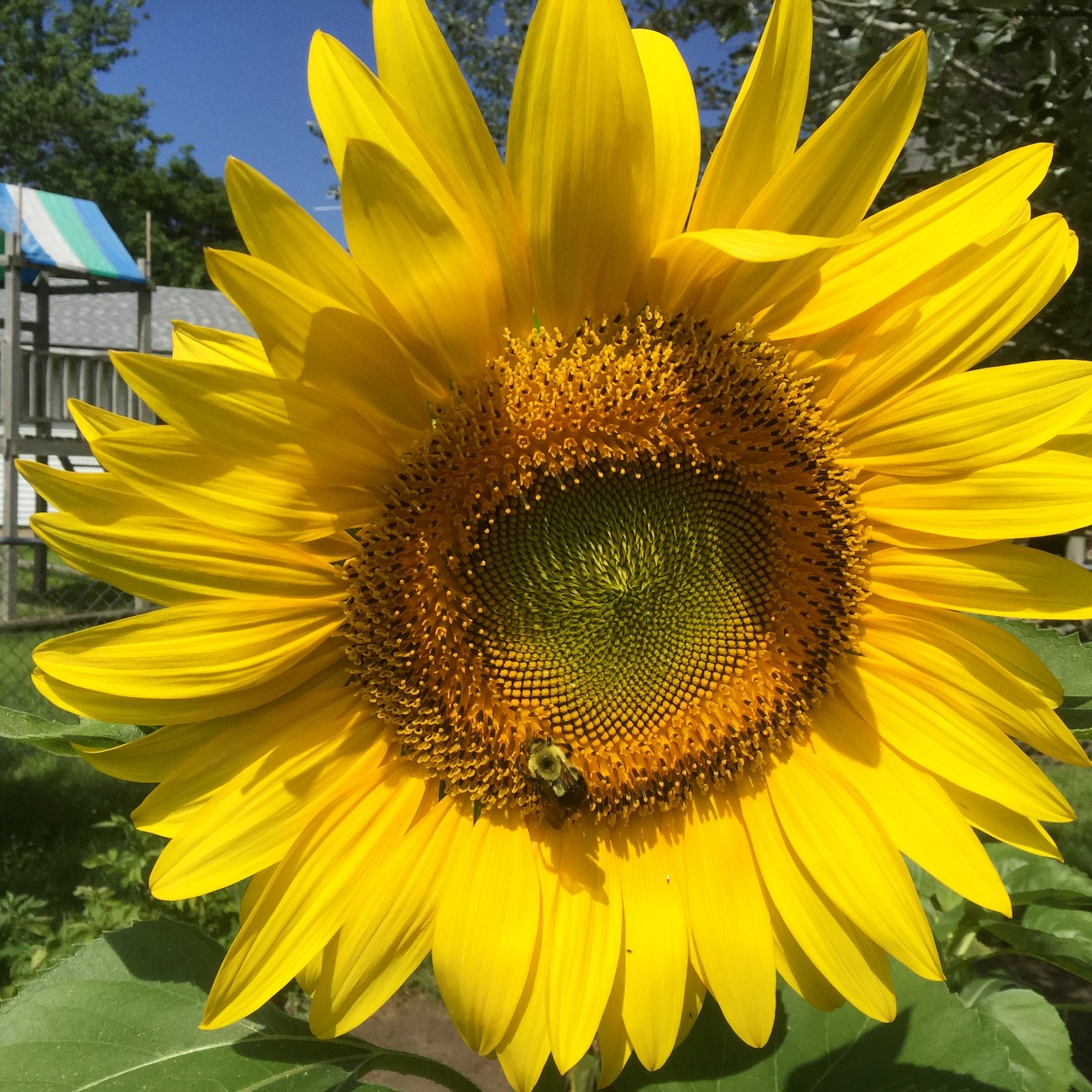 sun flower bee garden free photo