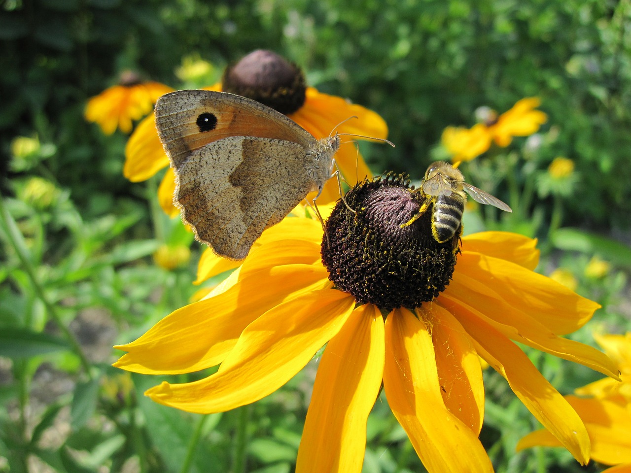 sun flower bee butterfly free photo