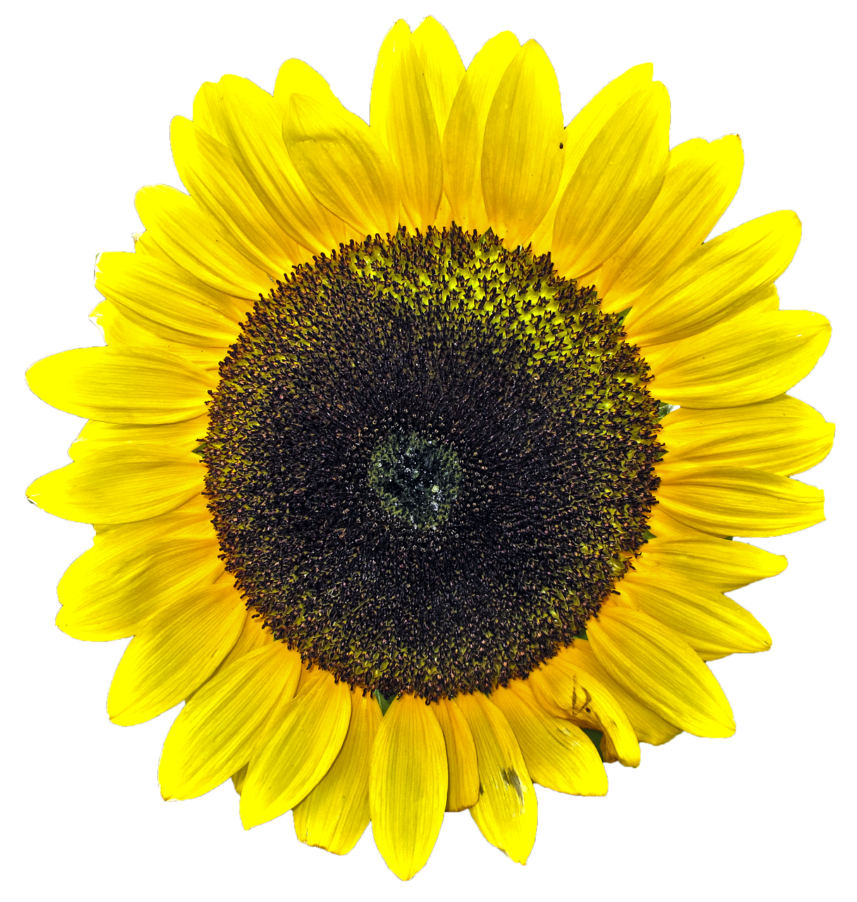 sun flower isolated yellow flower free photo