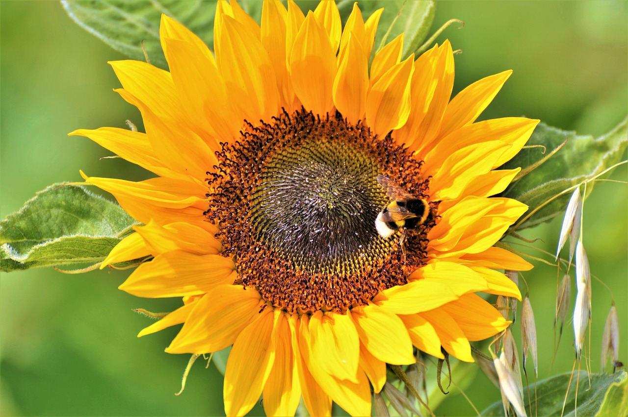 sun flower flower blossom free photo