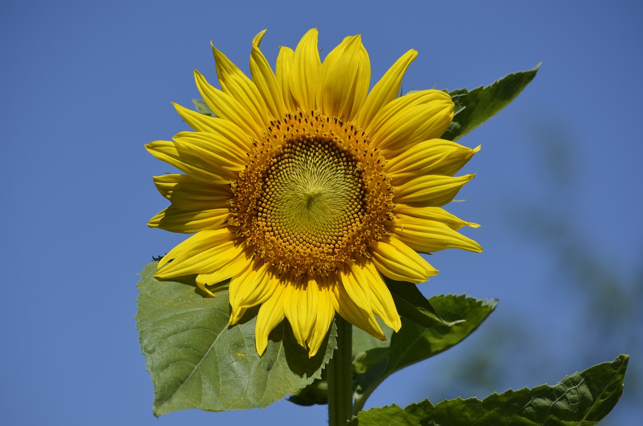 sun flower flower sun free photo