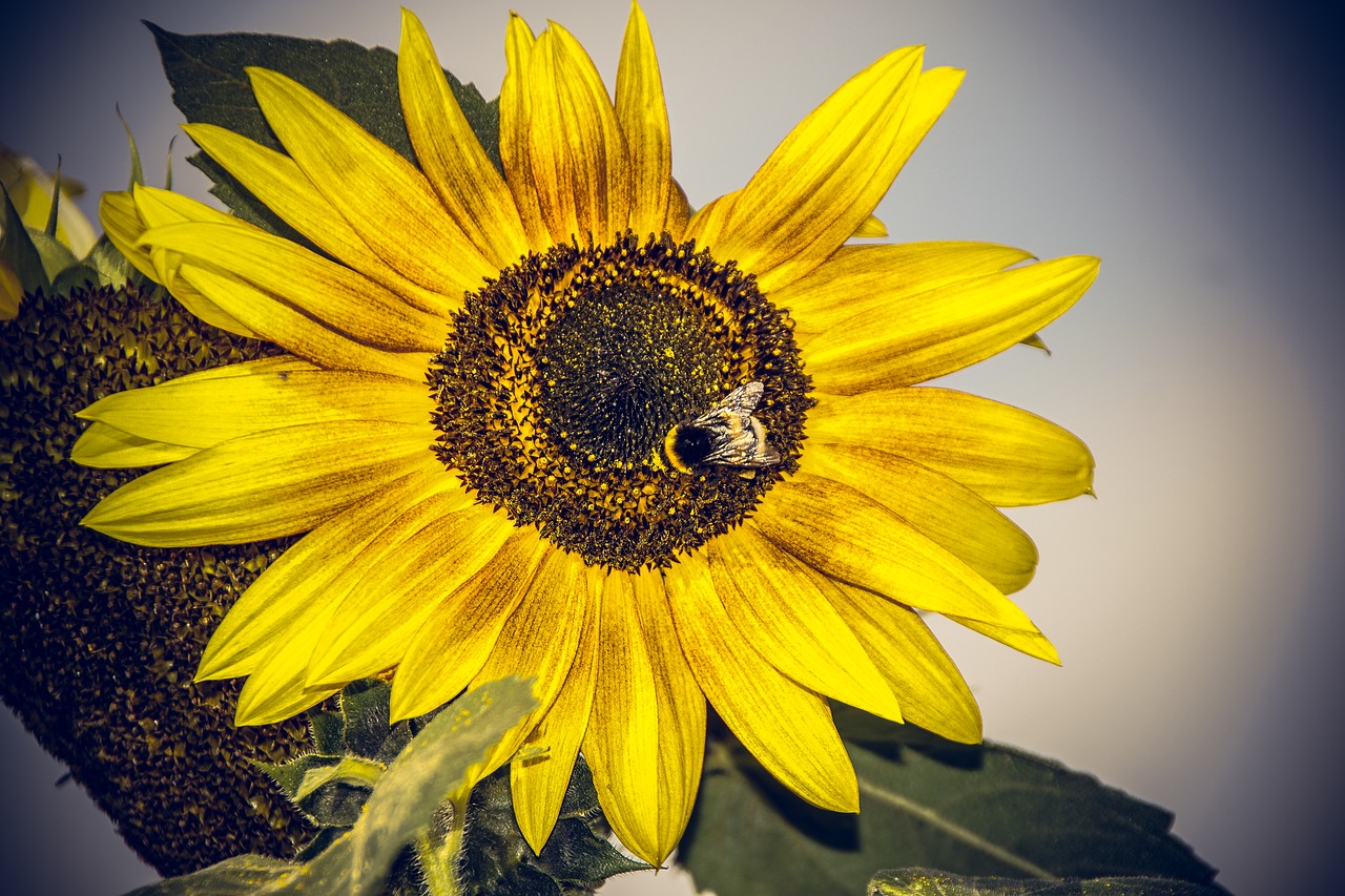 sun flower blossom bloom free photo