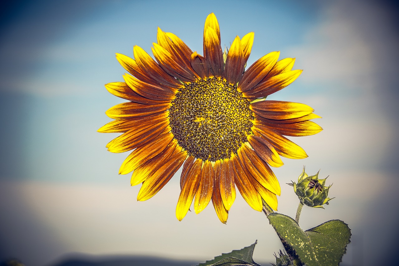 sun flower blossom bloom free photo