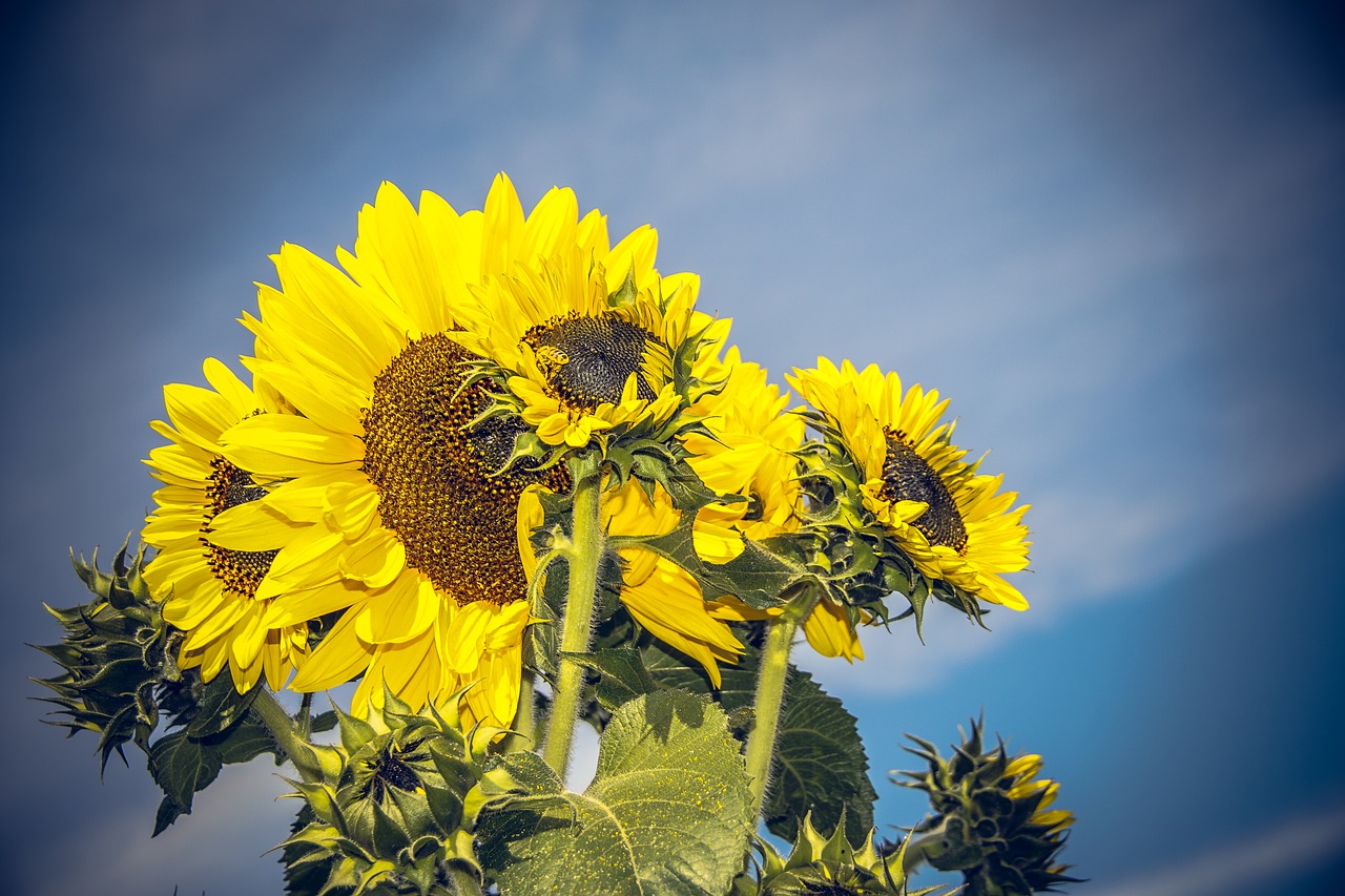 sun flower blossom bloom free photo