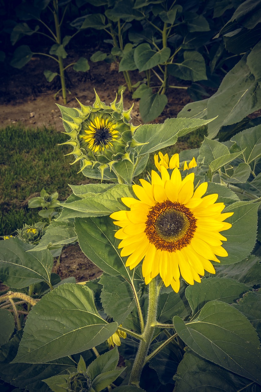 sun flower blossom bloom free photo