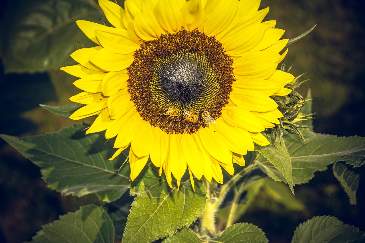 sun flower blossom bloom free photo