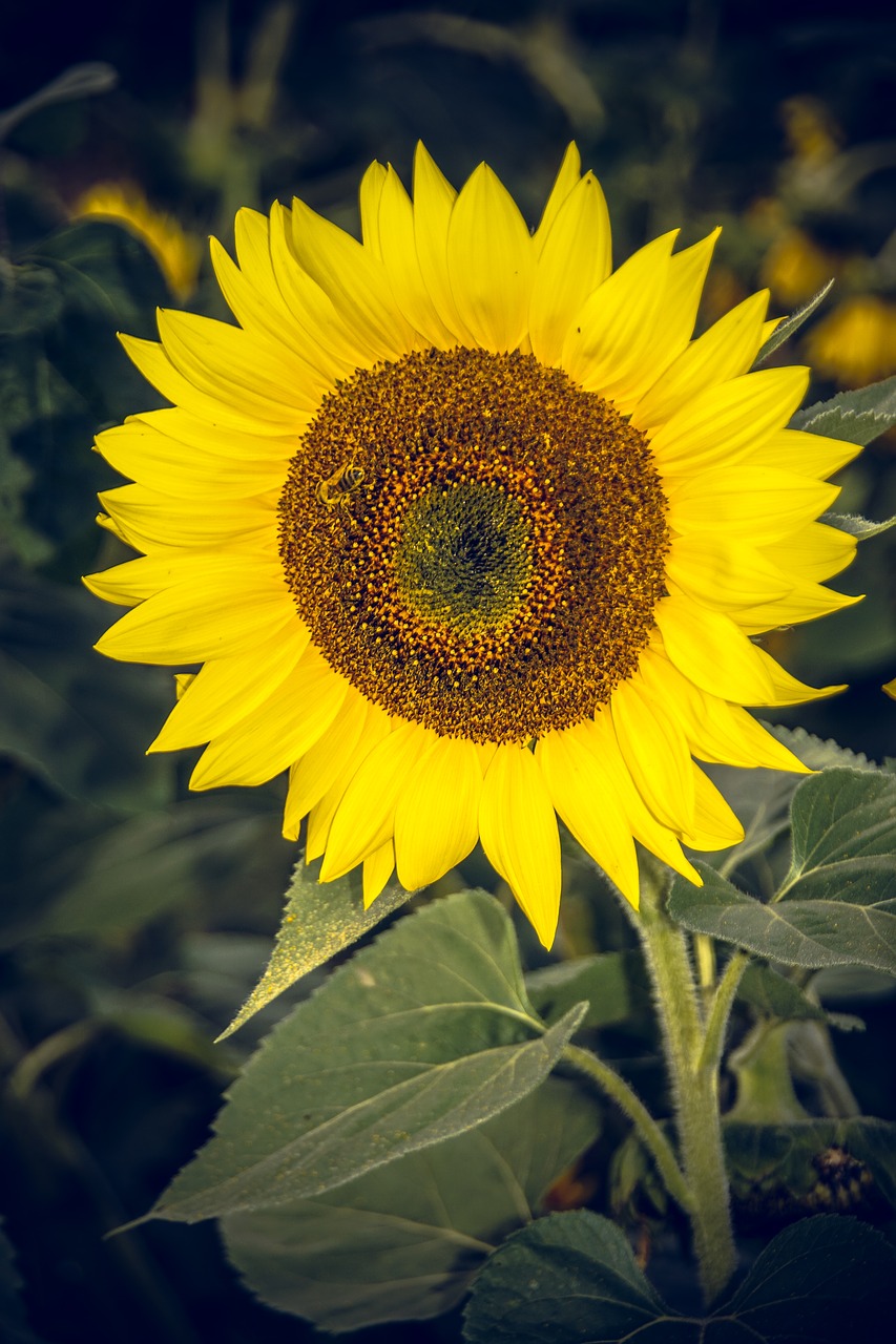 sun flower blossom bloom free photo