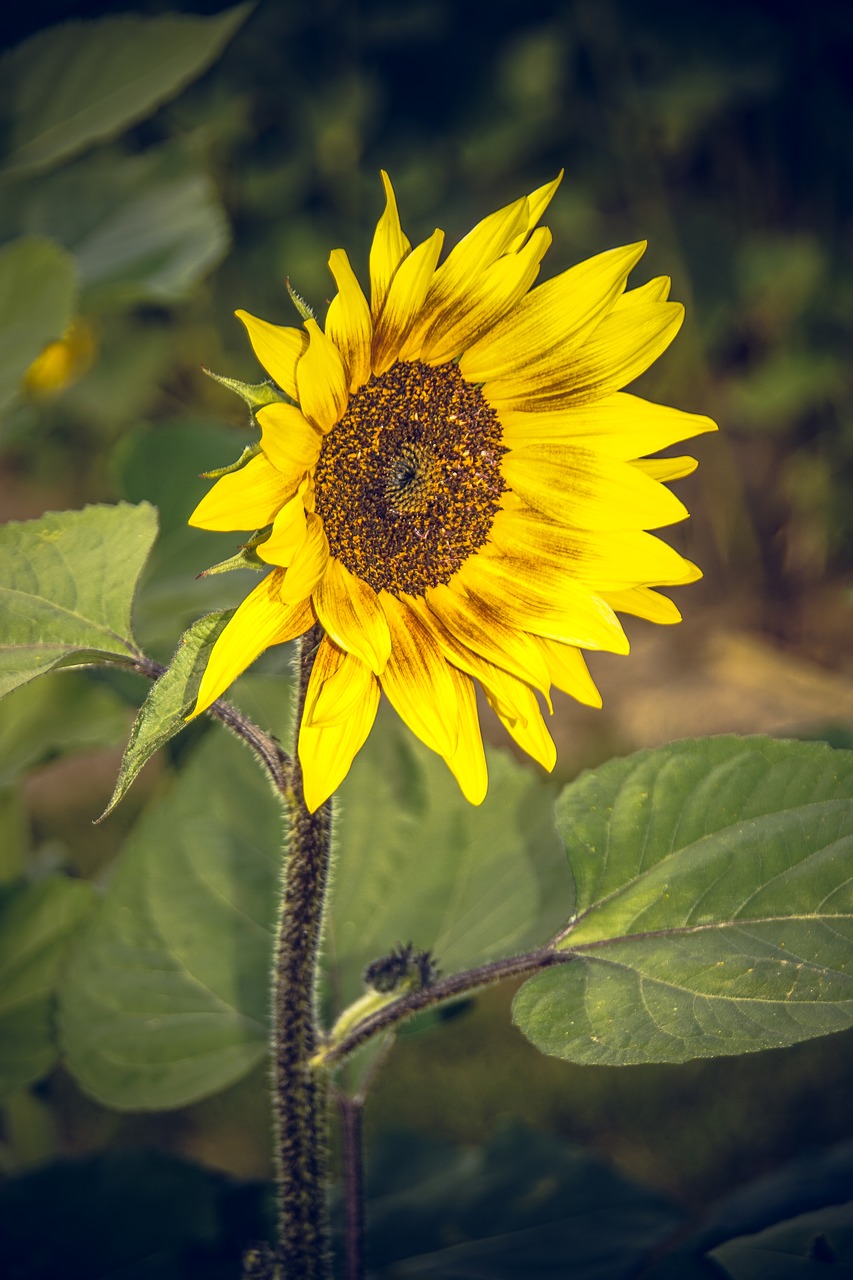 sun flower blossom bloom free photo