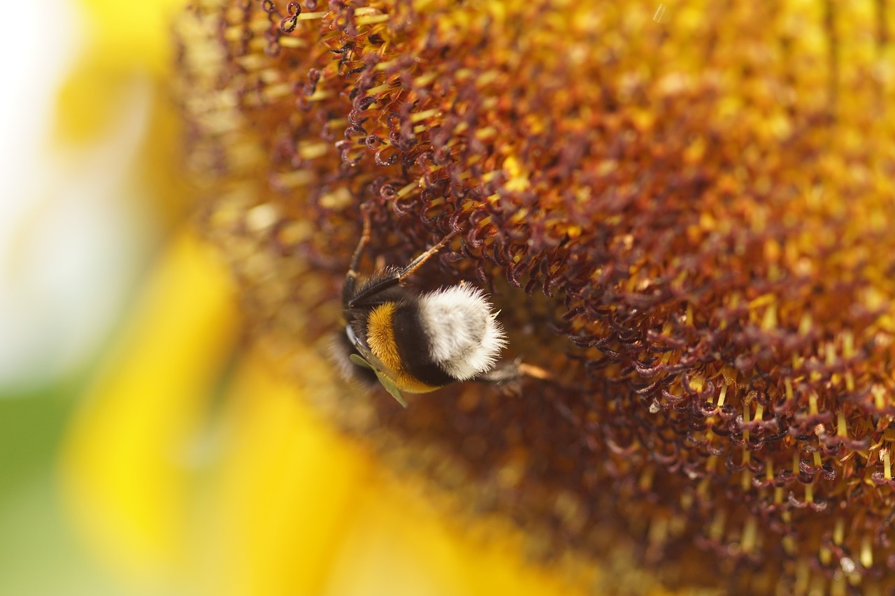 sun flower bee yellow free photo