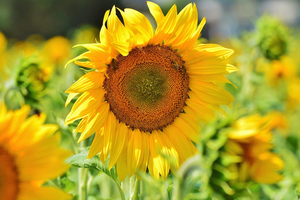 sun flower flower yellow flower free photo