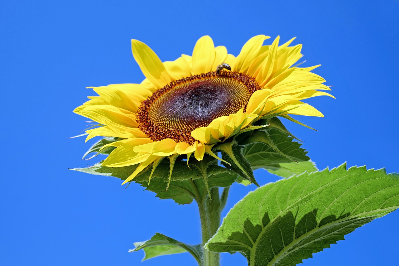 sun flower flower blossom free photo