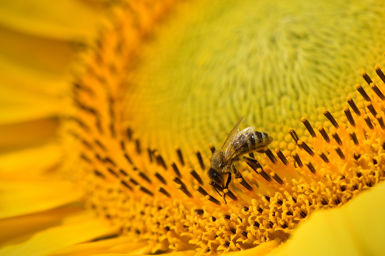 sun flower yellow bee free photo