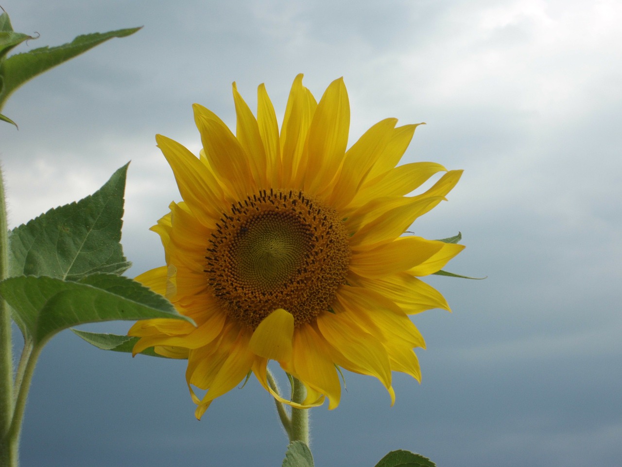 sun flower flower grey sky free photo