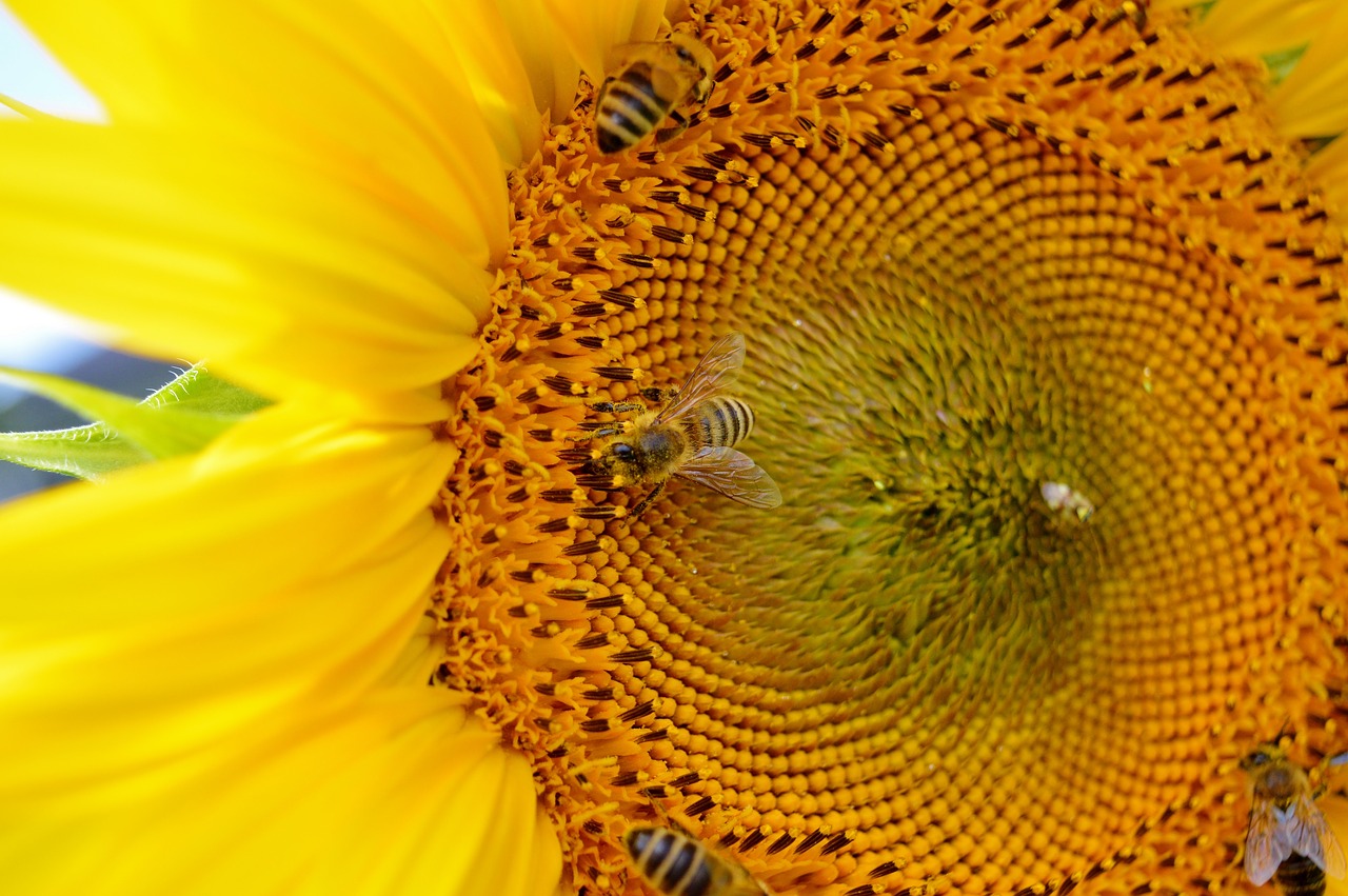 sun flower flower bees free photo