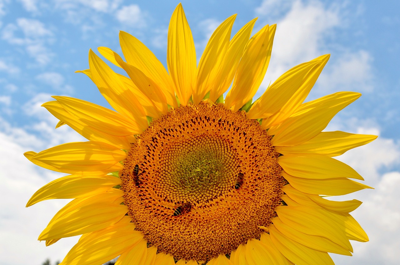 sun flower flower bees free photo