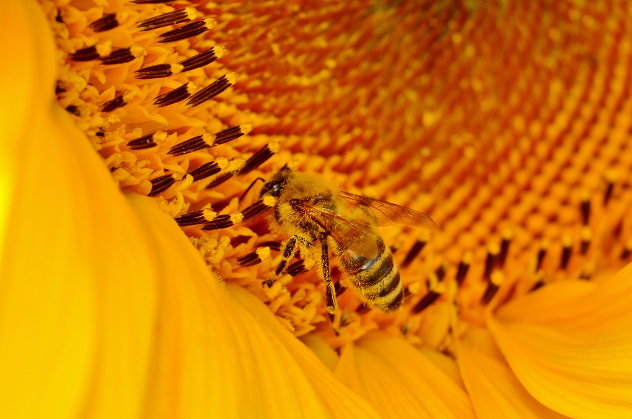 sun flower flower bees free photo