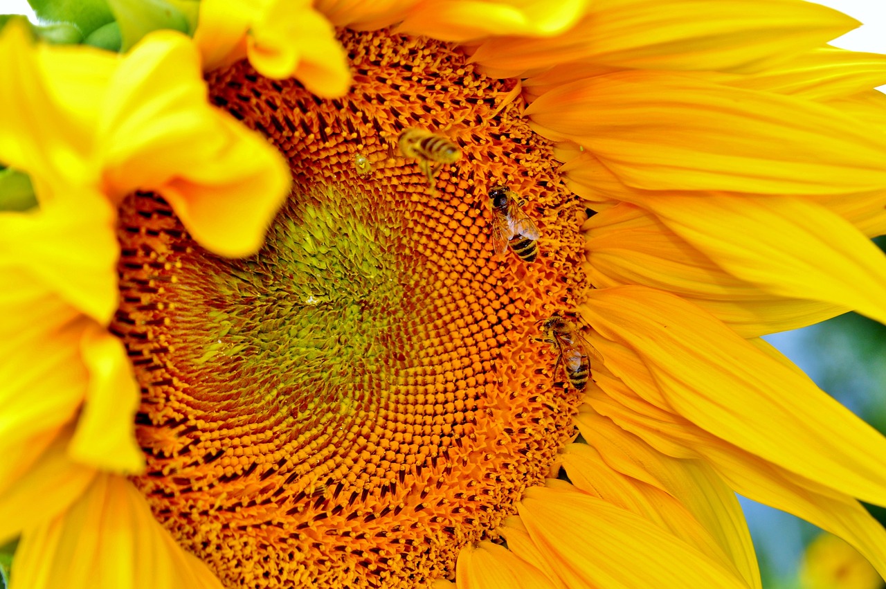 sun flower flower bees free photo