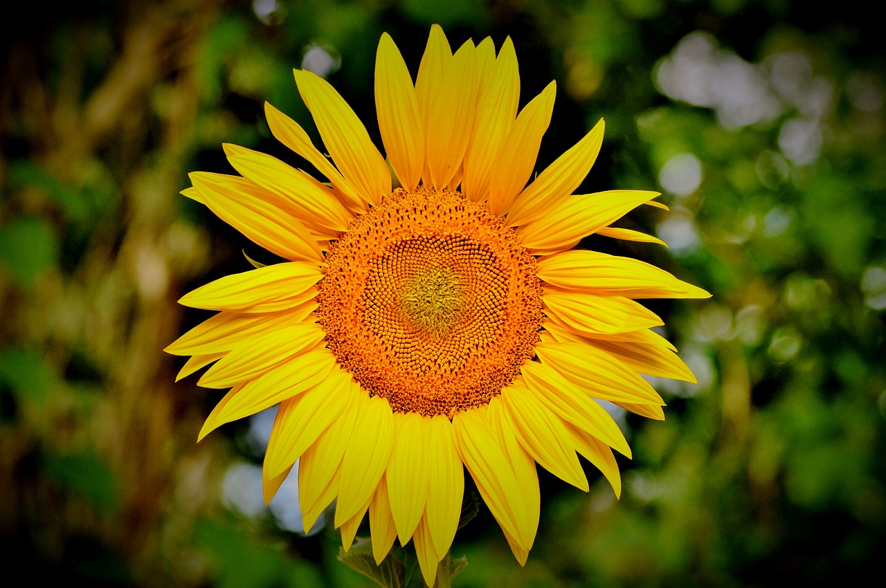 sun flower flower yellow flower free photo