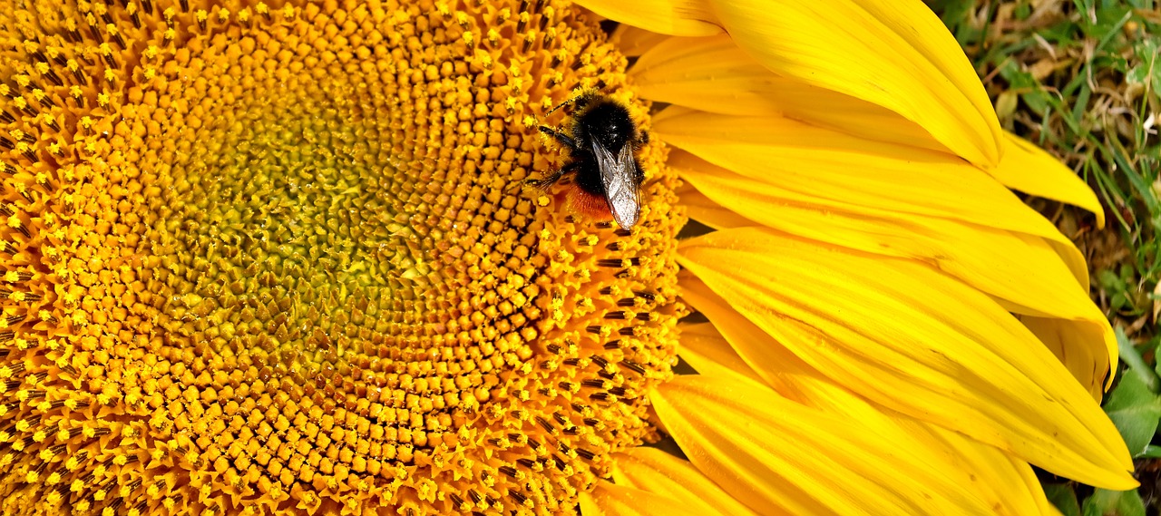 sun flower hummel summer free photo