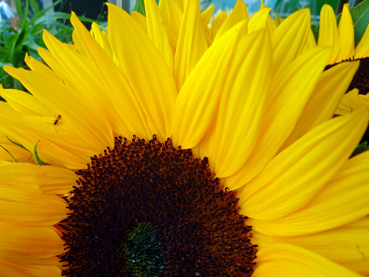 sun flower summer yellow free photo