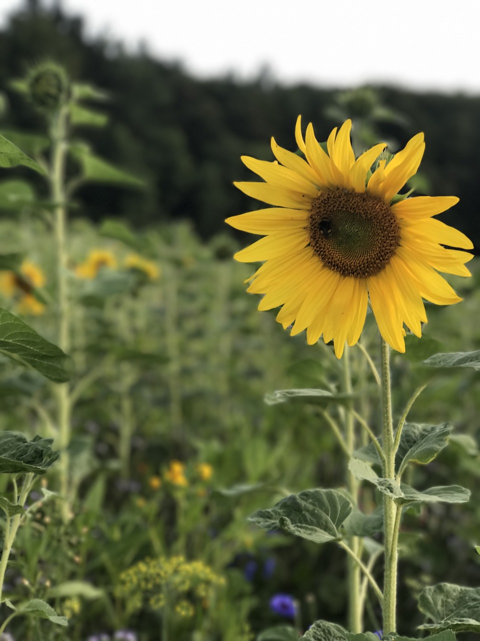 sun flower field summer free photo