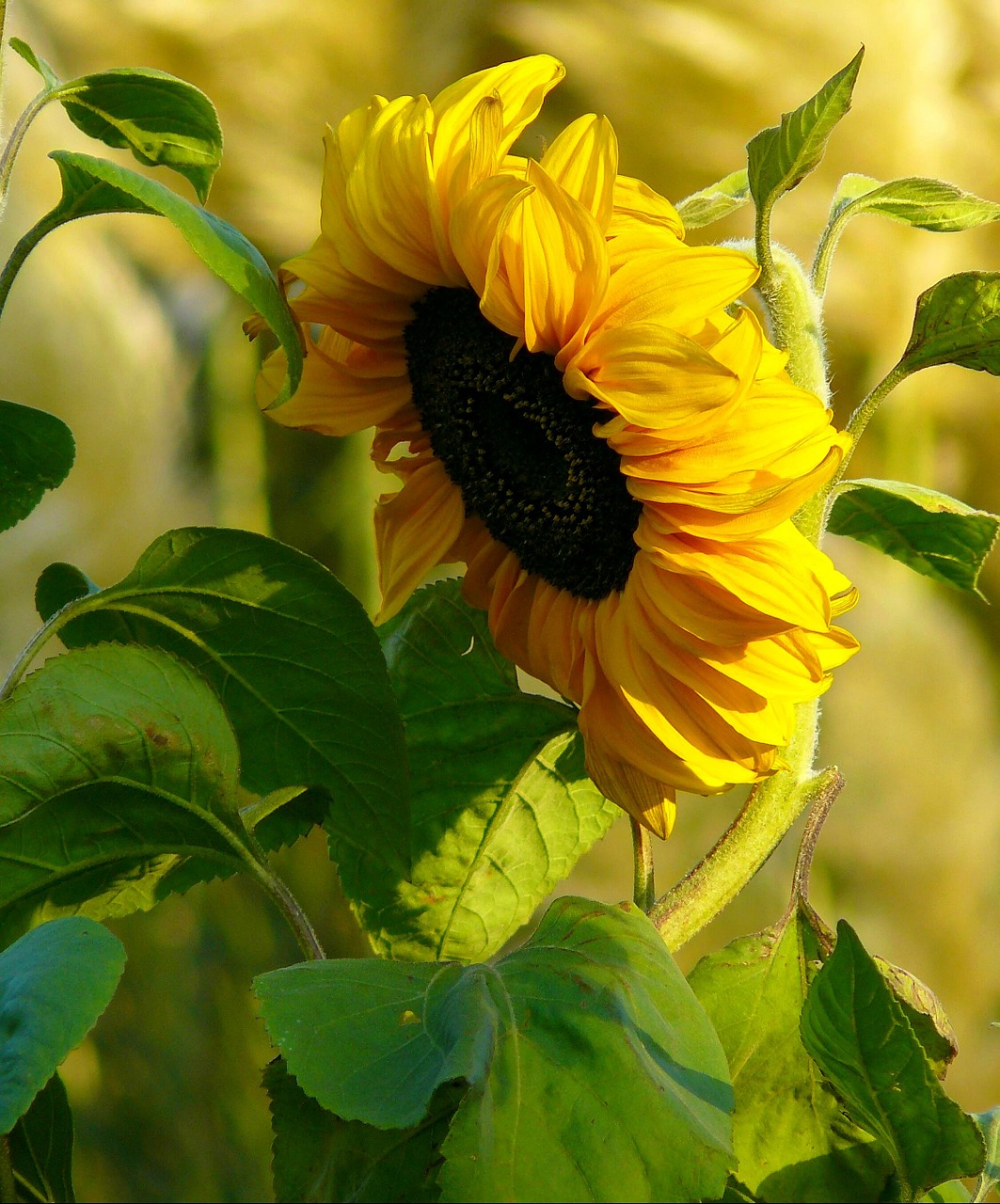 sun flower blossom bloom free photo