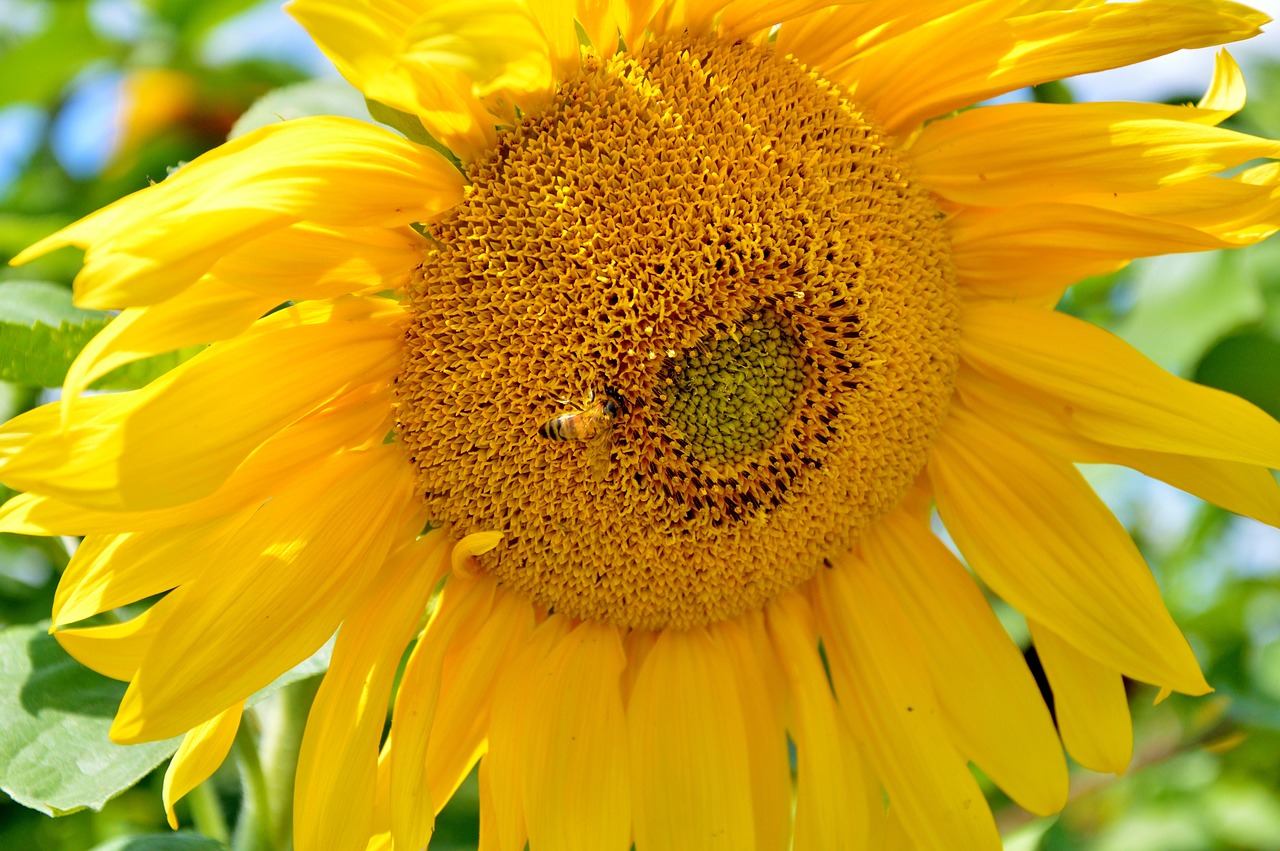 sun flower flower bees free photo